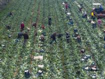 Pesticides found in home-cooked dinner plates in Türkiye, study says