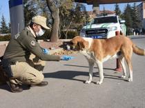 Türkiye collects 75 pct of stray animals, minister says