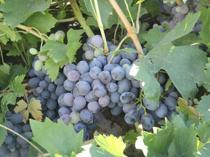 Erzincan’s tulum cheese, Cimin grape enter global Ark of Taste