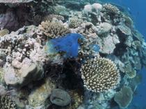 Türkiye launches coral restoration project in Marmara Sea