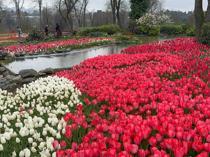 Millions of tulips blossom in Istanbul, drawing crowds to iconic parks