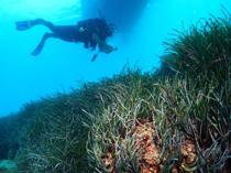 Seagrass meadows on Antalya coast to be monitored, restored