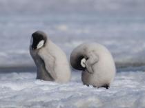 Emperor penguins listed as endangered species: IUCN