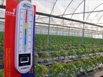 Agricultural frost risk raises concerns for food market