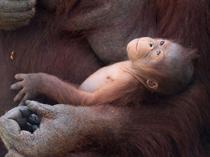 Critically endangered orangutan born at Madrid zoo