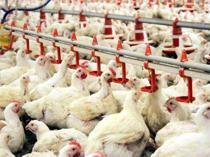 Stricter inspections rolled out in Türkiye as bird flu cases rise in Europe