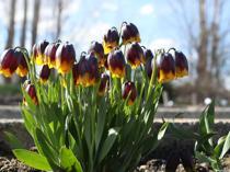 Tulip Garden prepares for botanical tourism