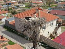 Villagers monitor storks via camera