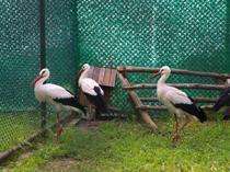 Injured, exhausted migratory birds treated at center in Hatay