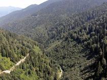 Int’l project to identify, protect Black Sea’s virgin forests