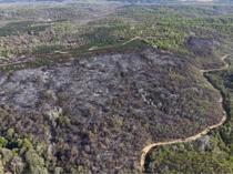 Türkiye steps up forest fire preparedness as risk season approaches
