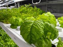 Underground farming in Istanbul targets year-round strawberry harvest