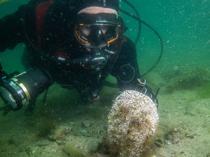 Hidden marine refuge emerges on Istanbul’s industrial coast