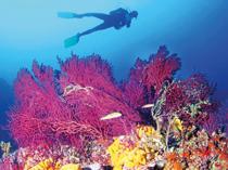 Ayvalık’s rare coral habitats under threat from climate pressures