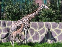 First giraffe born in Türkiye named ‘Çınar’