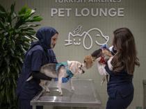 Turkish Airlines expands pet comfort at Istanbul Airport