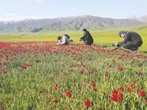 Chinese documentary team travels 7,000 kilometers to capture rare Muş tulips
