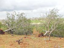 Supercell storm devastates pistachio orchards in southern Türkiye