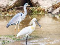 Migratory birds return to Van as rain revives wetlands