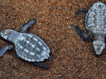 İztuzu hosts Mediterranean’s first Caretta caretta nests