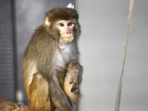 Bozok the monkey adapting to new home in Ankara
