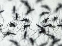 Mosquitoes prefer some people over others