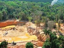 Amazon rainforest under attack from organized crime: Report