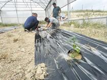 Entrepreneur begins coffee cultivation trials in Adana