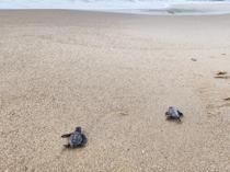 Caretta carettas return to Türkiye’s southern coast of Antalya for nesting season