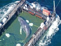 Stranded whale rescued in Germany found dead in Denmark