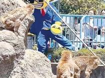 Japan arrests Americans over stunt at Punch’s zoo