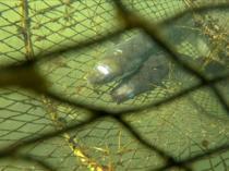 Japan to sell eels bred in captivity in ‘world first’
