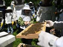 Nature enthusiasts explore bees world
