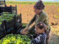 Türkiye’s crop production forecast to rise in 2026