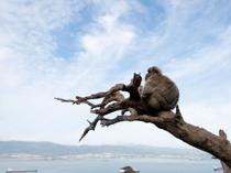 Gibraltar monkeys eat soil in junk food detox: study
