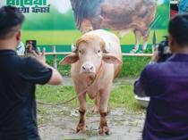 ‘Trump’ buffalo spared sacrifice, sent to Bangladesh national zoo