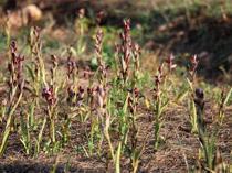 First domestic salep varieties registered
