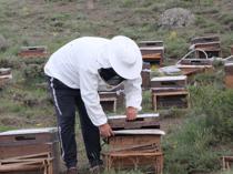 Migratory beekeepers launch honey season on Yozgat plateau