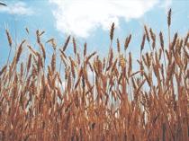 Australia says wheat crop set to plunge