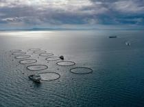 Türkiye’s fishery production rises 11 percent in 2025