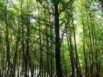 Istanbul bans entry to forests during wildfire season