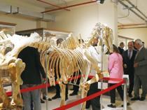 Zoology Museum reopens to visitors