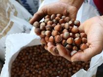 Türkiye’s hazelnut exports reach $1.2 billion in five months