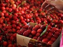 Strong harvest expected to boost Türkiye’s cherry exports
