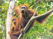 Climate change-fuelled storm decimated worlds rarest great ape: Study