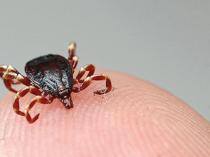 Istanbul reports 617 tick alerts in 2026 so far
