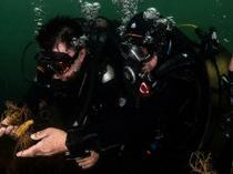 Marine life returns to İzmit Bay as massive cleanup hits 70 pct: Minister