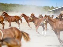 110 champion-bred foals born at Ottoman-era Sultansuyu stud farm
