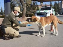 Türkiye plans to remove stray dogs from streets by year-end