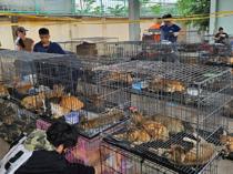 Stolen felines reunited with owners after Vietnam cat-meat bust